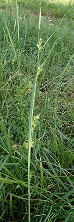 Carex depauperata \ Armbltige Segge, Verarmte Segge / Starved Wood Sedge, F Neuf Brisach 5.6.2018