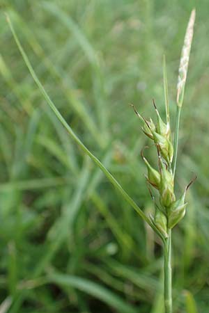 Carex depauperata \ Armbltige Segge, Verarmte Segge / Starved Wood Sedge, F Neuf Brisach 5.6.2018