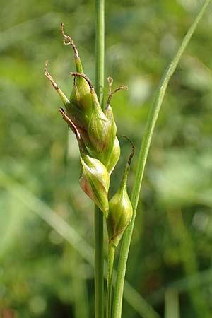 Carex depauperata \ Armbltige Segge, Verarmte Segge / Starved Wood Sedge, F Neuf Brisach 5.6.2018