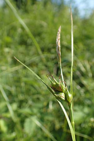 Carex depauperata \ Armbltige Segge, Verarmte Segge / Starved Wood Sedge, F Neuf Brisach 5.6.2018