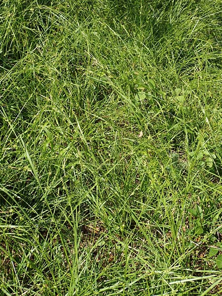 Carex depauperata \ Armbltige Segge, Verarmte Segge / Starved Wood Sedge, F Neuf Brisach 5.6.2018