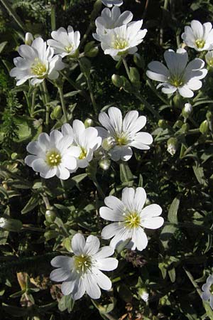 Cerastium arvense \ Acker-Hornkraut / Field Mouse-Ear, F Mont Aigoual 8.6.2006
