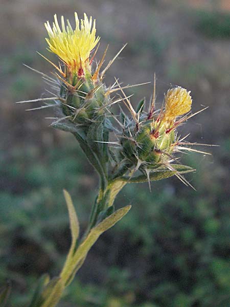 Centaurea melitensis \ Malteser Flockenblume / Maltese Star Thistle, F St.  Martin-de-Crau 9.6.2006
