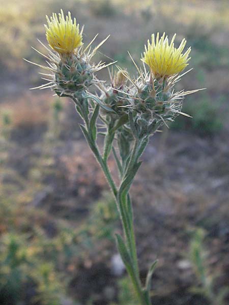 Centaurea melitensis \ Malteser Flockenblume / Maltese Star Thistle, F St.  Martin-de-Crau 9.6.2006