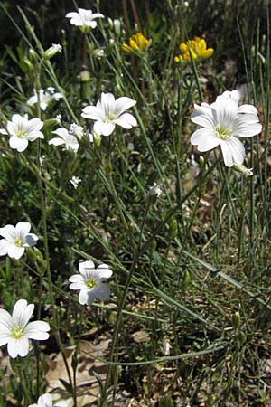 Cerastium arvense \ Acker-Hornkraut / Field Mouse-Ear, F Castellane 12.5.2007