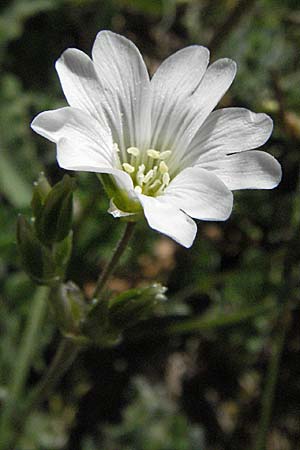 Cerastium arvense \ Acker-Hornkraut / Field Mouse-Ear, F Castellane 12.5.2007