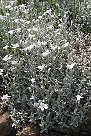 Cerastium tomentosum \ Filziges Hornkraut, Silber-Teppich / Snow in Summer, F Corbières, Talairan 13.5.2007