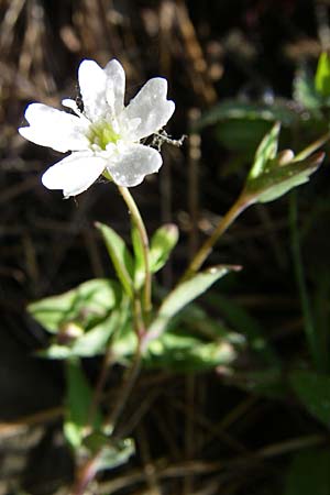 Silene rupestris \ Felsen-Leimkraut / Rock Campion, F Vogesen/Vosges, Grand Ballon 21.6.2008