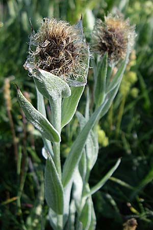 Centaurea uniflora \ Eink�pfige Flockenblume / Plume Knapweed, F Col de Granon 22.6.2008