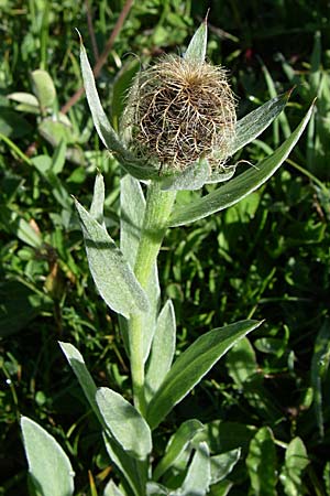 Centaurea uniflora \ Eink�pfige Flockenblume / Plume Knapweed, F Col de Granon 22.6.2008
