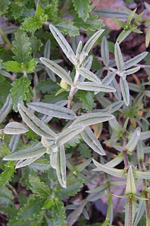 Cerastium tomentosum \ Filziges Hornkraut, Silber-Teppich / Snow in Summer, F Col de Gleize 22.6.2008