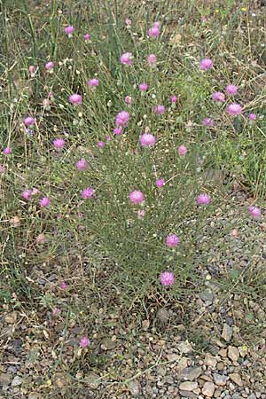 Mantisalca salmantica \ Salamanca-Flockenblume / Salamanca Knapweed, F Rivesaltes 24.6.2008