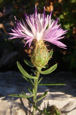Centaurea aspera \ Raue Flockenblume / Rough Star-Thistle, F Frontignan 28.6.2008