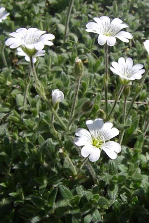 Cerastium eriophorum \ Wolliges Hornkraut / Wooly Alpine Mouse-Ear, F Col de Lautaret Botan. Gar.  28.6.2008