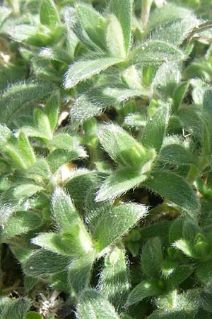 Cerastium eriophorum \ Wolliges Hornkraut / Wooly Alpine Mouse-Ear, F Col de Lautaret Botan. Gar.  28.6.2008
