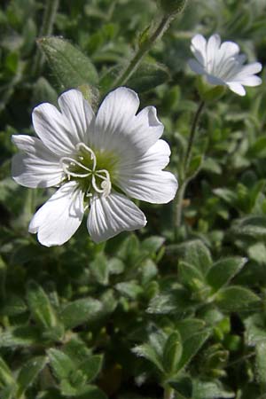 Cerastium eriophorum \ Wolliges Hornkraut / Wooly Alpine Mouse-Ear, F Col de Lautaret Botan. Gar.  28.6.2008