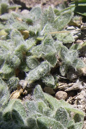 Cerastium eriophorum \ Wolliges Hornkraut / Wooly Alpine Mouse-Ear, F Col de Lautaret Botan. Gar.  28.6.2008