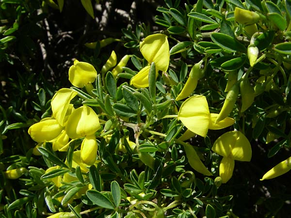 Cytisus emeriflorus \ Bergamasker Gei�klee, Strauchwicken-Gei�klee, F Col de Lautaret Botan. Gar. 28.6.2008