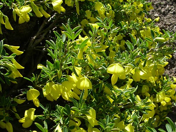 Cytisus emeriflorus \ Bergamasker Gei�klee, Strauchwicken-Gei�klee, F Col de Lautaret Botan. Gar. 28.6.2008