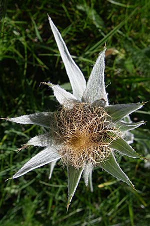 Centaurea uniflora \ Eink�pfige Flockenblume / Plume Knapweed, F Col de Lautaret 28.6.2008