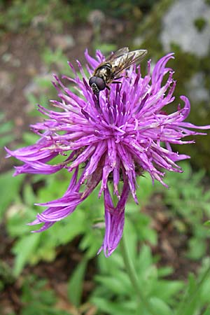 Centaurea scabiosa subsp. alpestris \ Alpen-Skabiosen-Flockenblume / Alpine Knapweed, F Vogesen/Vosges, Botan. Gar.  Haut Chitelet 5.8.2008