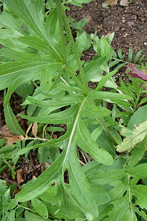 Centaurea scabiosa subsp. alpestris \ Alpen-Skabiosen-Flockenblume / Alpine Knapweed, F Vogesen/Vosges, Botan. Gar.  Haut Chitelet 5.8.2008