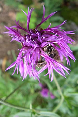 Centaurea scabiosa subsp. alpestris \ Alpen-Skabiosen-Flockenblume / Alpine Knapweed, F Vogesen/Vosges, Botan. Gar.  Haut Chitelet 5.8.2008