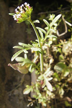 Centranthus calcitrapae \ Fuangel-Spornblume / Annual Valerian, F La Couvertoirade 27.5.2009