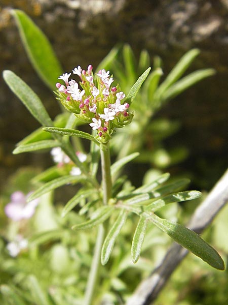 Centranthus calcitrapae \ Fuangel-Spornblume / Annual Valerian, F La Couvertoirade 27.5.2009
