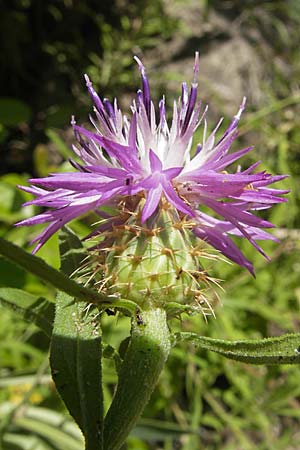 Centaurea aspera \ Raue Flockenblume / Rough Star-Thistle, F Saint-Guilhem-le-Desert 1.6.2009