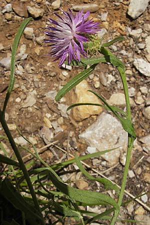Centaurea aspera \ Raue Flockenblume / Rough Star-Thistle, F Saint-Guilhem-le-Desert 1.6.2009