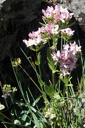 Centaurium erythraea \ Echtes Tausendgldenkraut / Common Centaury, F Saint-Guilhem-le-Desert 1.6.2009