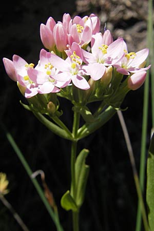 Centaurium erythraea \ Echtes Tausendgldenkraut / Common Centaury, F Saint-Guilhem-le-Desert 1.6.2009