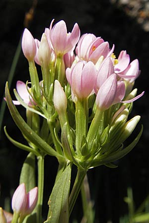 Centaurium erythraea \ Echtes Tausendgldenkraut / Common Centaury, F Saint-Guilhem-le-Desert 1.6.2009