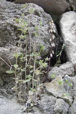 Campanula erinus \ Leberbalsam-Glockenblume / Small Bellflower, F Saint-Guilhem-le-Desert 1.6.2009