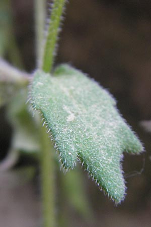 Campanula erinus \ Leberbalsam-Glockenblume / Small Bellflower, F Saint-Guilhem-le-Desert 1.6.2009