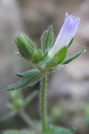 Campanula erinus \ Leberbalsam-Glockenblume / Small Bellflower, F Saint-Guilhem-le-Desert 1.6.2009
