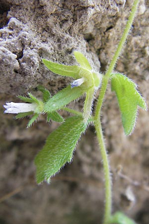 Campanula erinus \ Leberbalsam-Glockenblume / Small Bellflower, F Saint-Guilhem-le-Desert 1.6.2009