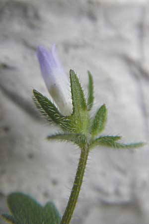 Campanula erinus \ Leberbalsam-Glockenblume / Small Bellflower, F Saint-Guilhem-le-Desert 1.6.2009
