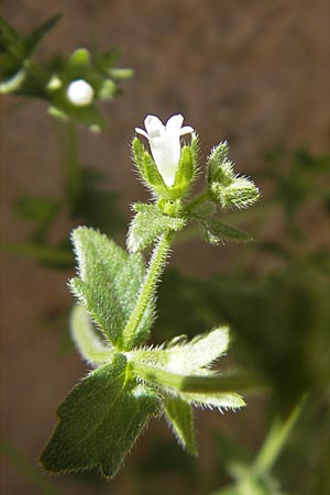 Campanula erinus \ Leberbalsam-Glockenblume / Small Bellflower, F Lac de Salagou 4.6.2009