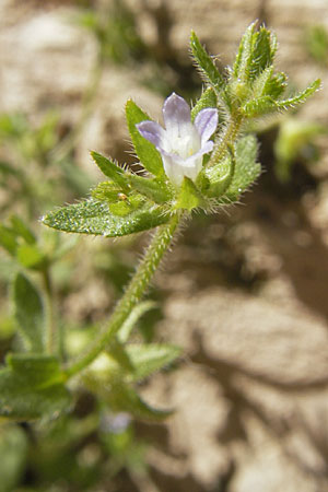 Campanula erinus \ Leberbalsam-Glockenblume / Small Bellflower, F Lac de Salagou 4.6.2009