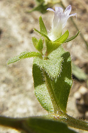 Campanula erinus \ Leberbalsam-Glockenblume / Small Bellflower, F Lac de Salagou 4.6.2009