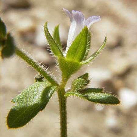 Campanula erinus \ Leberbalsam-Glockenblume / Small Bellflower, F Lac de Salagou 4.6.2009