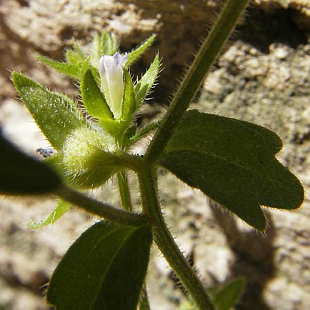 Campanula erinus \ Leberbalsam-Glockenblume / Small Bellflower, F Lac de Salagou 4.6.2009