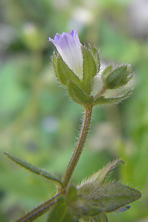 Campanula erinus \ Leberbalsam-Glockenblume / Small Bellflower, F Lac de Salagou 4.6.2009
