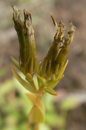 Centaurium erythraea \ Echtes Tausendgldenkraut / Common Centaury, F Bitche 24.7.2010