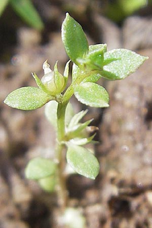 Lysimachia minima \ Acker-Kleinling, Zwerg-Gauchheil / Chaffweed, F Bitche 4.9.2010
