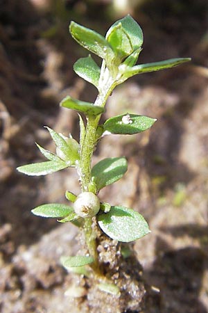 Lysimachia minima \ Acker-Kleinling, Zwerg-Gauchheil / Chaffweed, F Bitche 4.9.2010