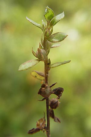 Lysimachia minima \ Acker-Kleinling, Zwerg-Gauchheil / Chaffweed, F Bitche 4.9.2010