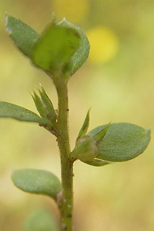 Lysimachia minima \ Acker-Kleinling, Zwerg-Gauchheil / Chaffweed, F Bitche 4.9.2010